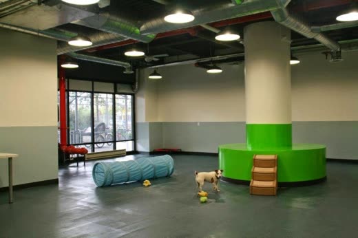 Indoor dog play room with a small tan dog beside a tennis ball